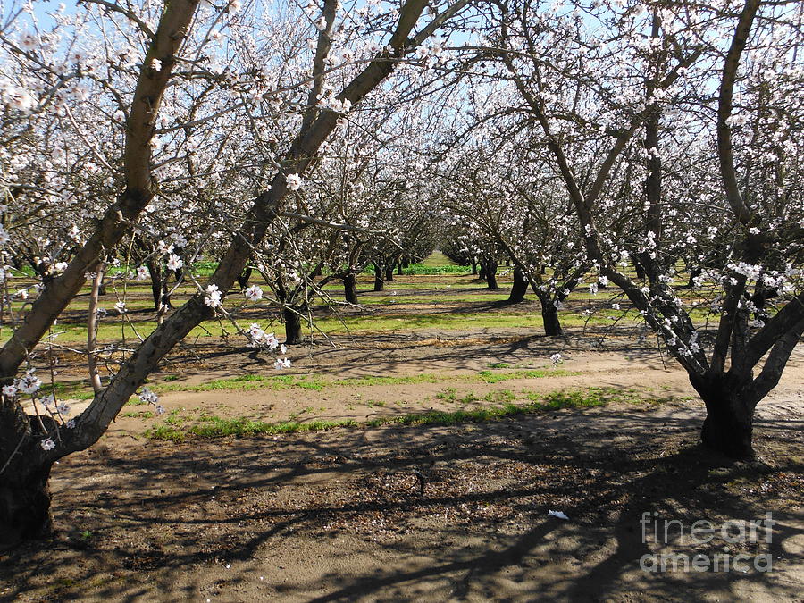 Almond Trees In Bloom In California Photograph by Paddy Shaffer - Fine ...