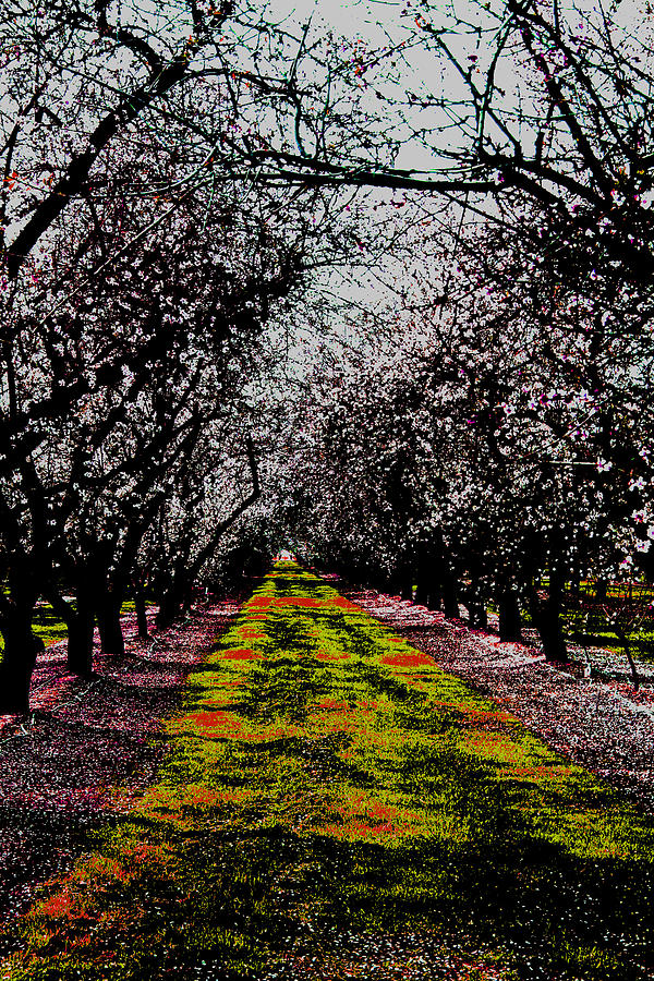 Almond Trees in Bloom Photograph by Joseph Coulombe