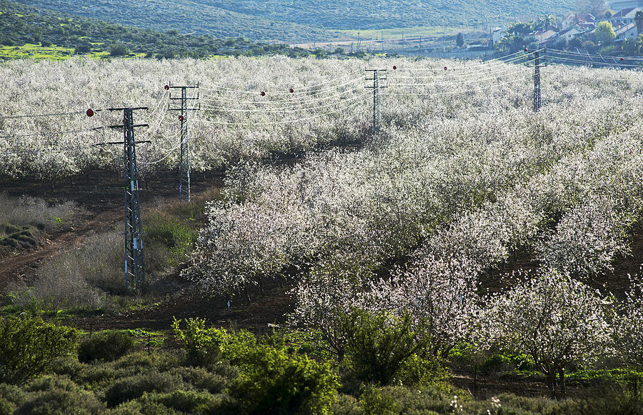 Almonds at Mt Gilboa Israel 1 Photograph by Dubi Roman