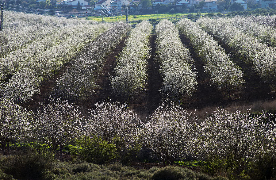 Almonds at Mt Gilboa Israel 2 Photograph by Dubi Roman