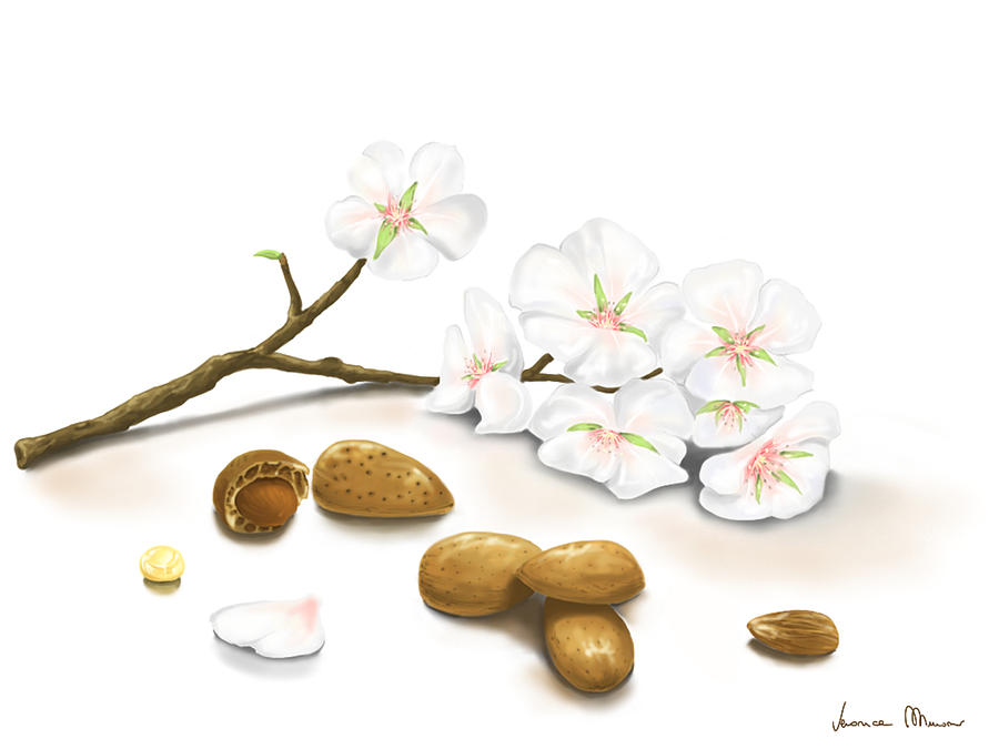Almonds Painting by Veronica Minozzi