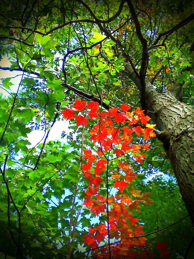 Fall Photograph - Almost Autumn by Beth Burns