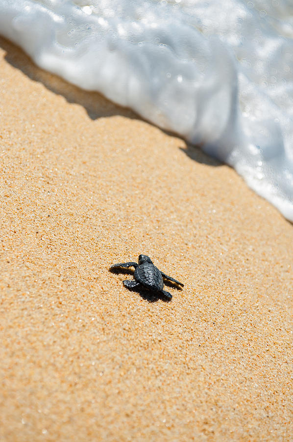 Turtle Photograph - Almost Home by Sebastian Musial