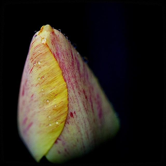 Tulip Photograph - Almost There... #instagood #picoftheday by Kevin Smith
