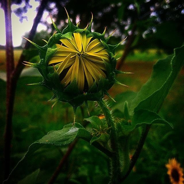 Almost Time For Another Sunflower Photograph by Amber Beasley