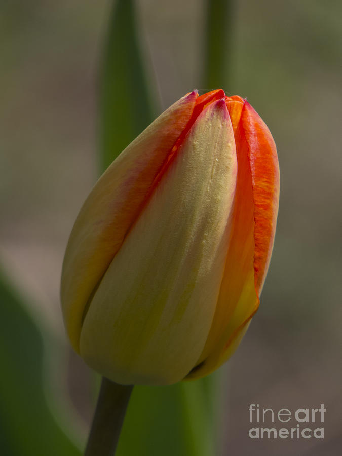 Almost Tulip Photograph by Lili Feinstein