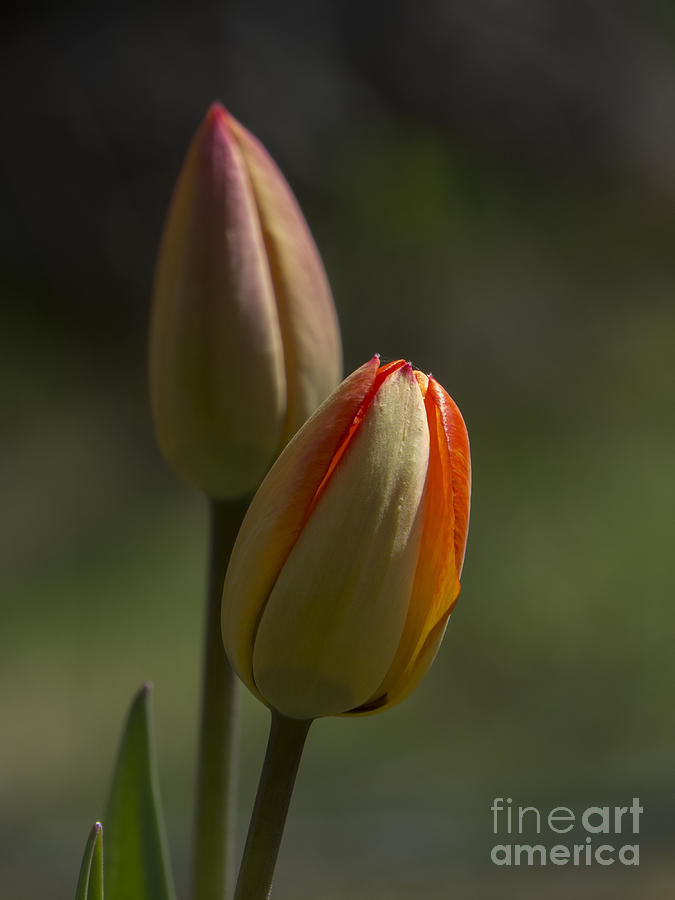 Almost Tulips Photograph by Lili Feinstein