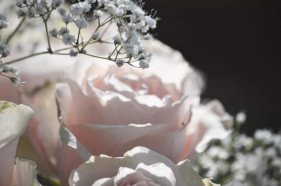 Rose Photograph - Almost White Roses by Deprise Brescia