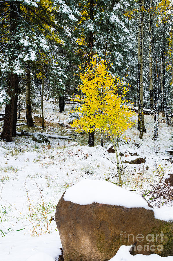 Tree Photograph - Almost Winter by Tamara Becker