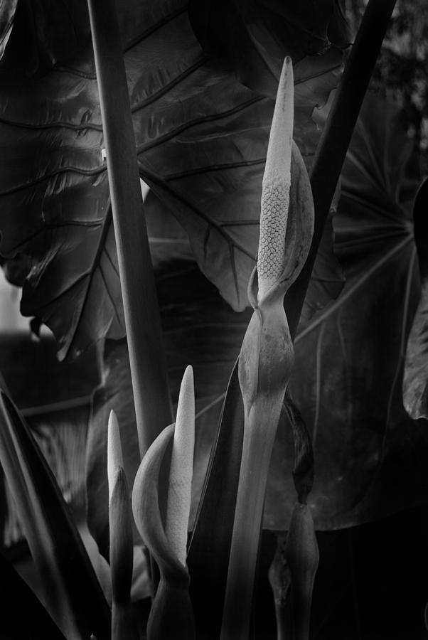 Alocasia Foliage and Flowers Photograph by Nathan Abbott