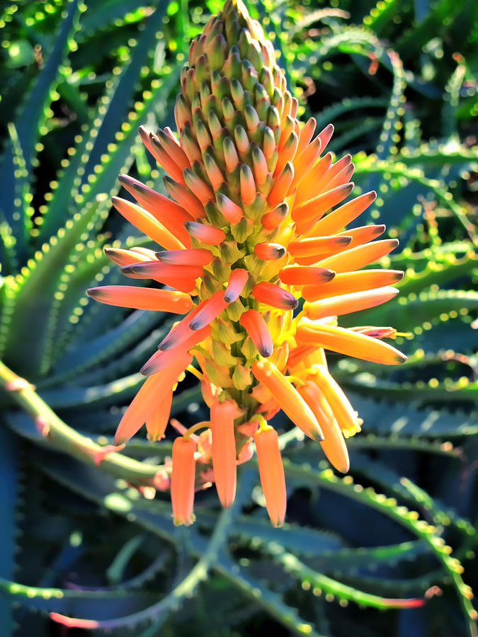 Aloe 4 Photograph by Dawn Eshelman