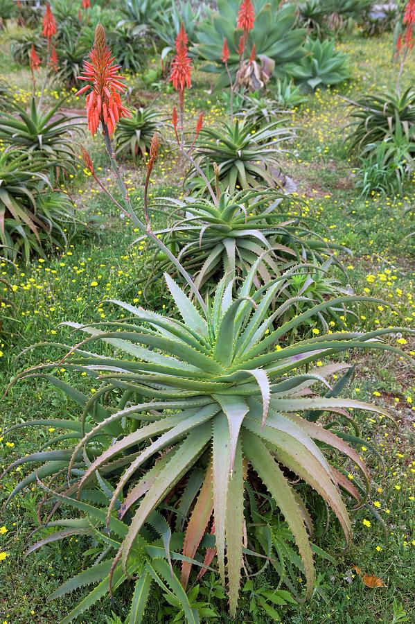 Aloe Arborescens Plants In Flower Photograph By Pascal Goetgheluckscience Photo Library Pixels 3116