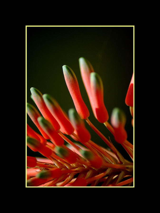 Aloe Bloom Window 2 Photograph by David Weeks