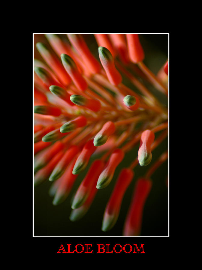 Aloe Bloom Window 3 Photograph by David Weeks