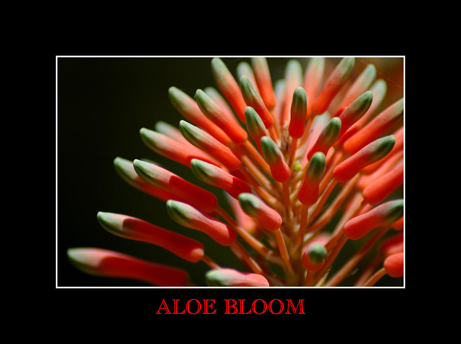 Aloe Bloom Window Photograph by David Weeks