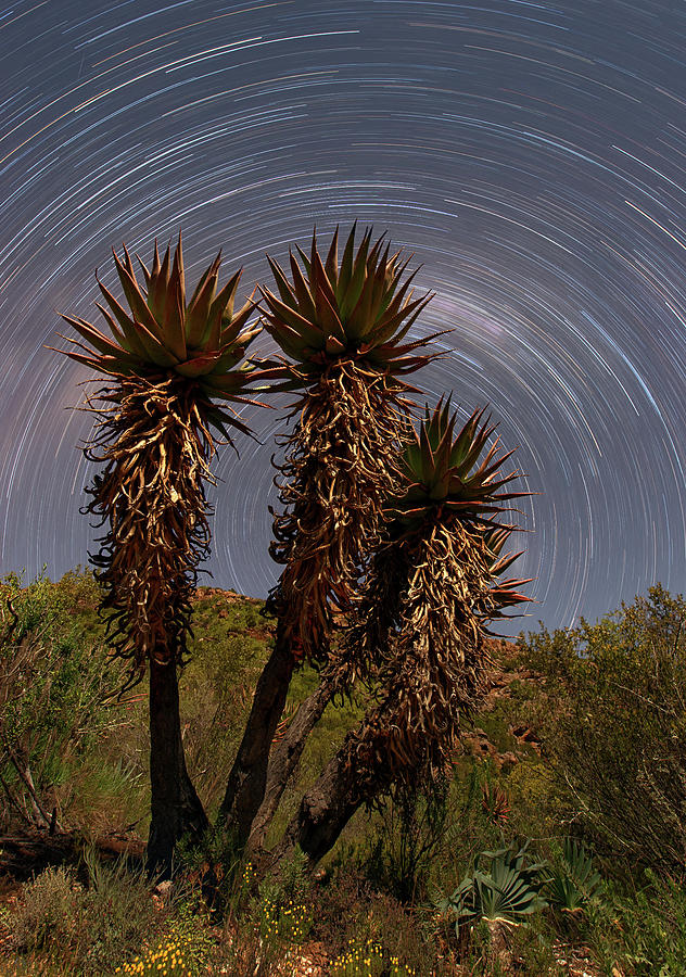 Aloe Ferox Star Trails Photograph by Paul Bruins Photography