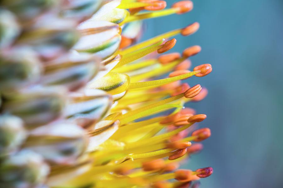 Aloe Flower Head Photograph by Peter Chadwick/science Photo Library ...