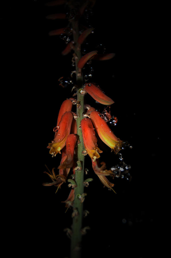 Aloe Flower Photograph by Leticia Latocki