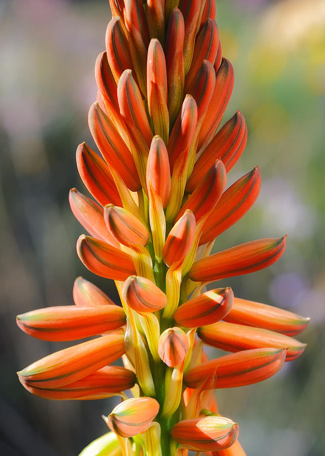 Aloe Gariepensis Flowers Photograph by Michael Newberry