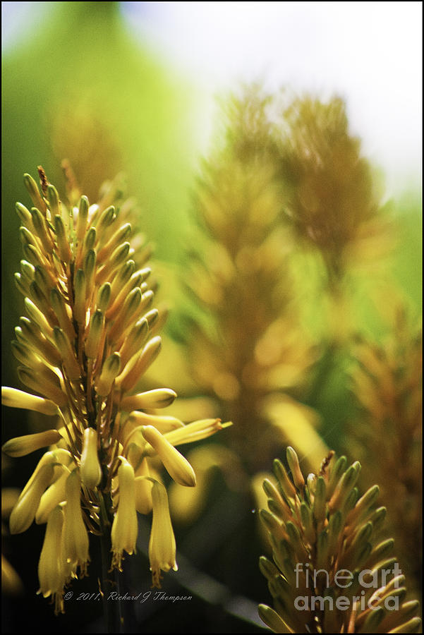 Aloe kujo Plant Photograph by Richard J Thompson 