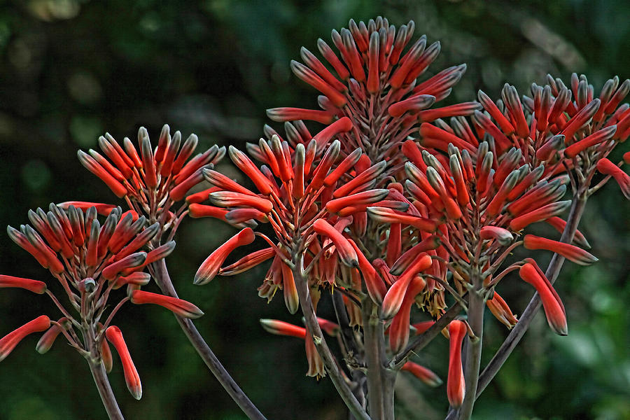Aloe Plant Blossom Photograph by HH Photography of Florida