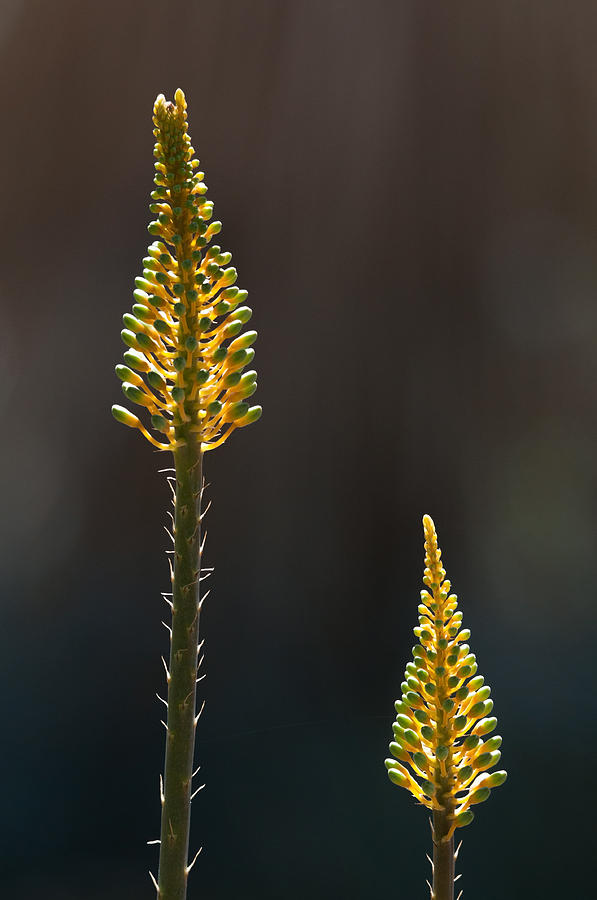 Phoenix Photograph - Aloe Plant by Tam Ryan