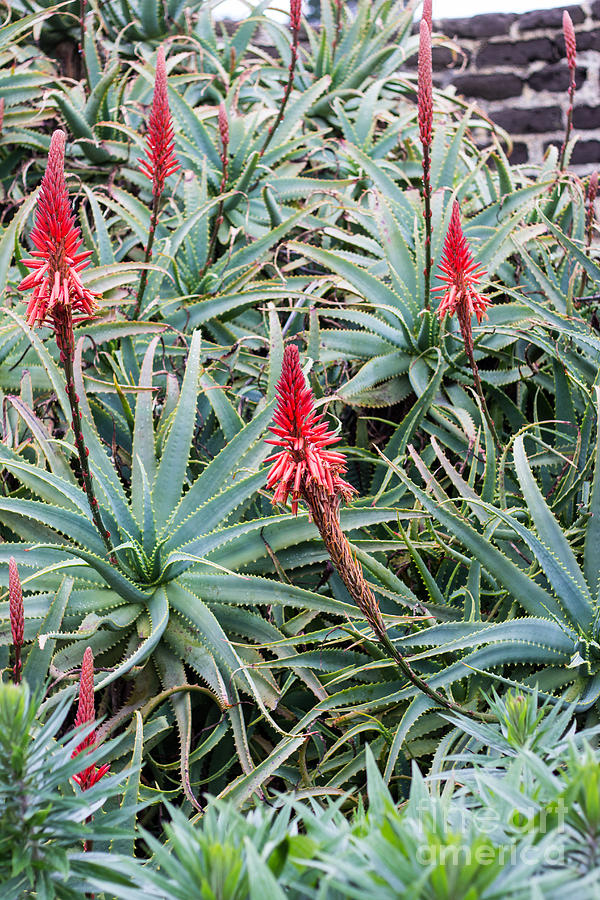 Aloe Plants At Carmel Mission Photograph by Suzanne Luft