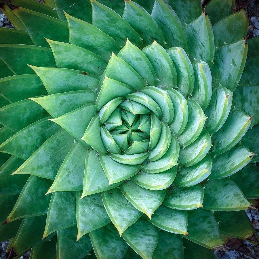 Aloe polyphylla, Spiral Aloe Photograph by Melinda Podor