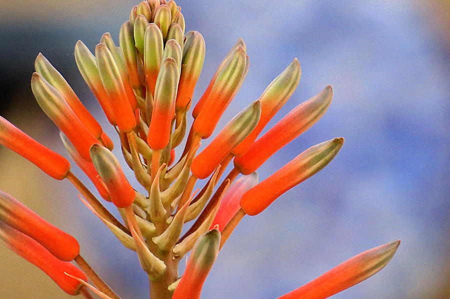 Aloe Spire Photograph by Marilyn McFarlin Aloe Spire Photograph by Marilyn McFarlin