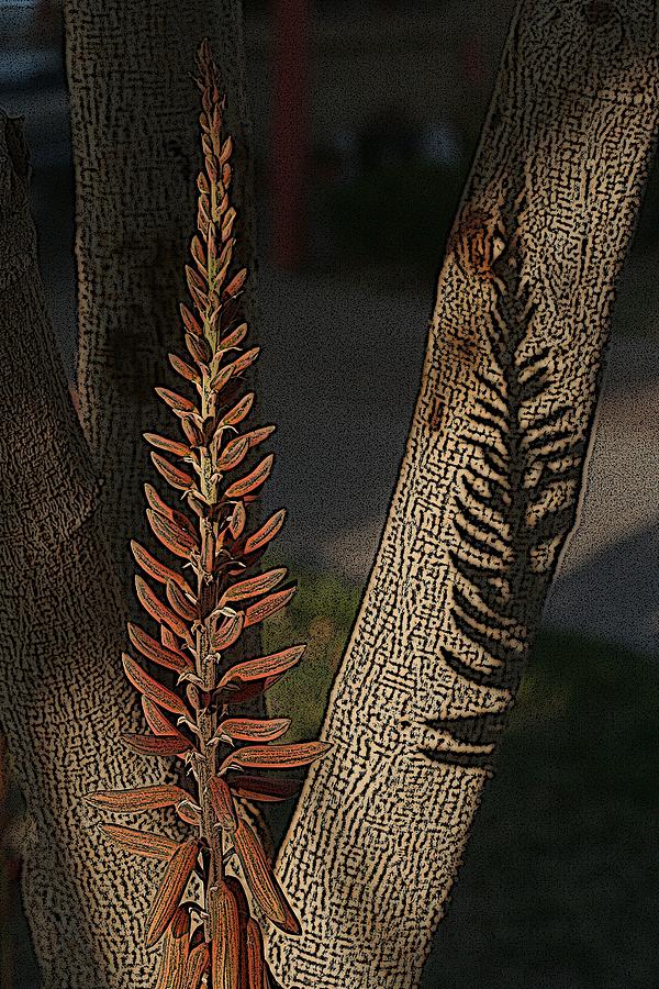 Aloe Photograph - Aloe Stalk by Louise Mingua