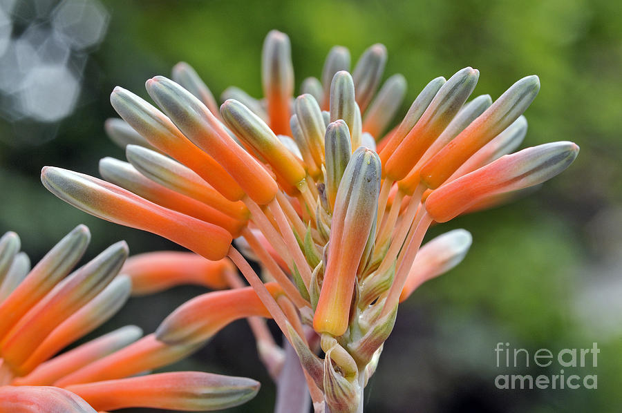 Aloe vera flower Photograph by George Atsametakis
