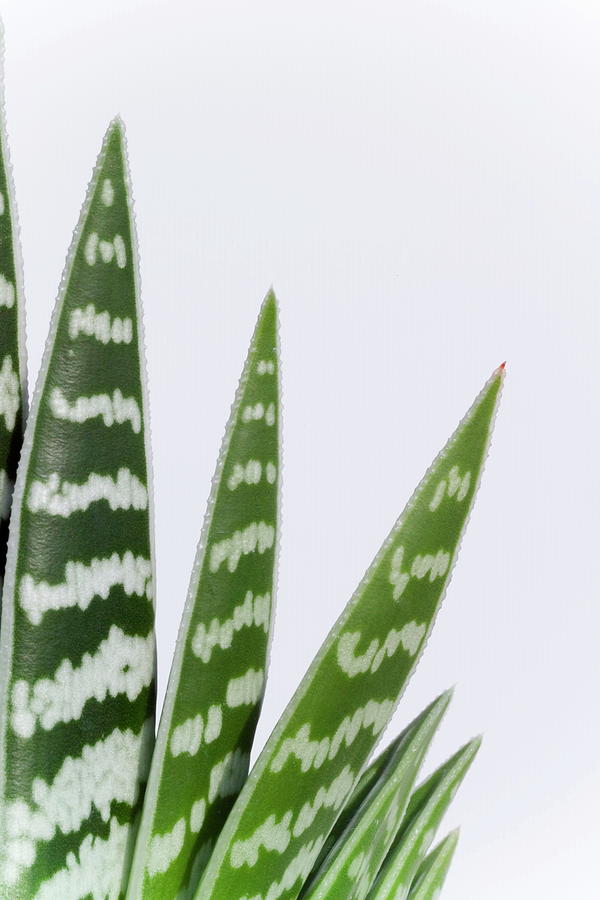 Aloe Vera Photograph - Aloe Vera Leaves by Simon Fraser/science Photo Library Aloe Vera Photograph - Aloe Vera Leaves by Simon Fraser/science Photo Library