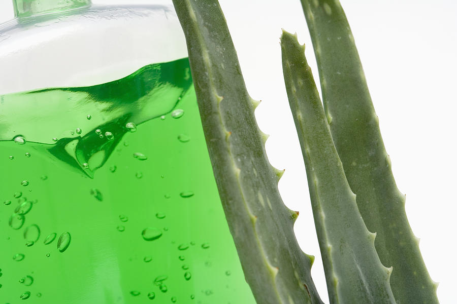 Aloe Vera Plant And Gel Photograph by Science Stock Photography