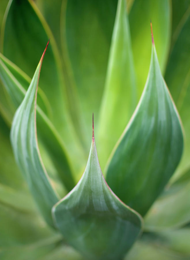 Aloe Vera Plant Photograph by Peter Starman