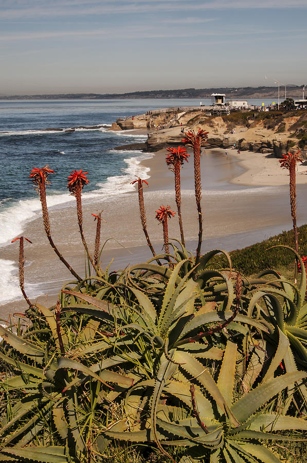 Aloes at La Jolla Cove 2 Photograph by Lee Kirchhevel