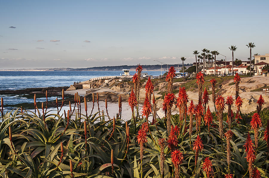 Aloes at La Jolla Cove Photograph by Lee Kirchhevel