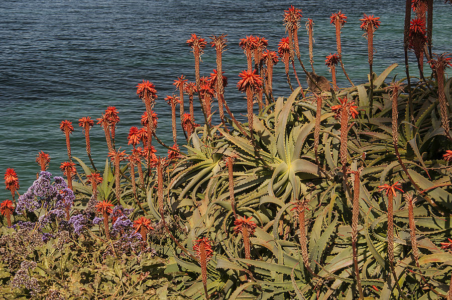 San Diego Photograph - Aloes by Lee Kirchhevel
