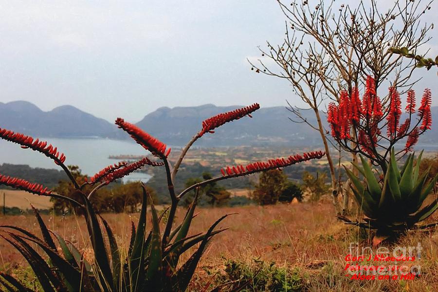 Aloes On A Hill Painting