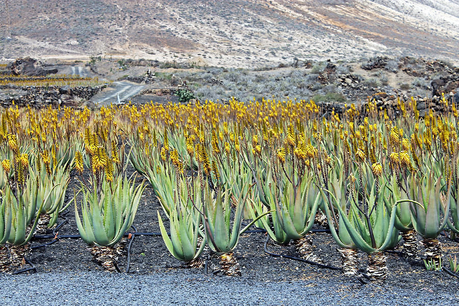 Aloevera Plantation Lanzarote Photograph by Tony Murtagh