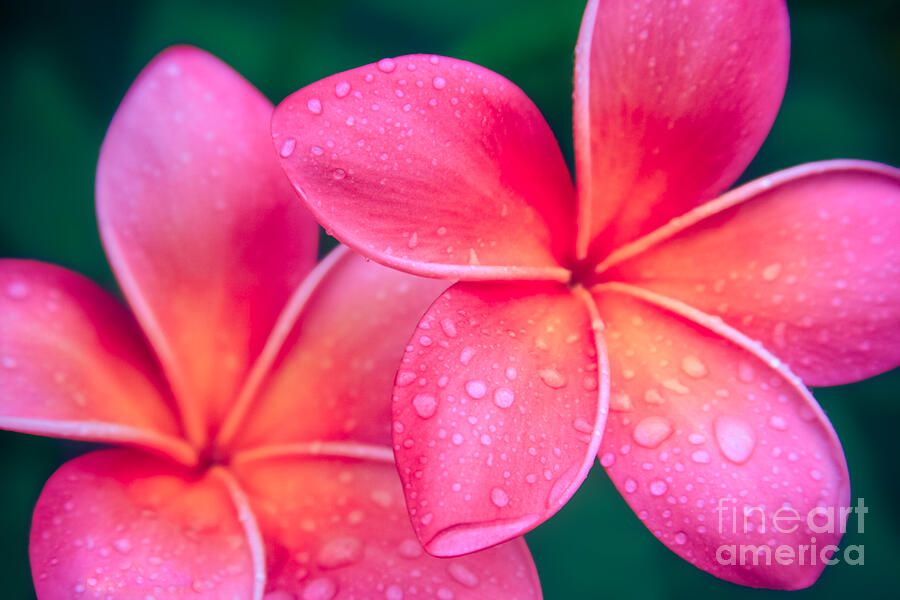 Garden Photograph - Aloha Hawaii Kalama O Nei Pink Tropical Plumeria by Sharon Mau