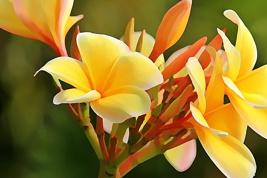 Flower Photograph - Aloha by Jean Connor