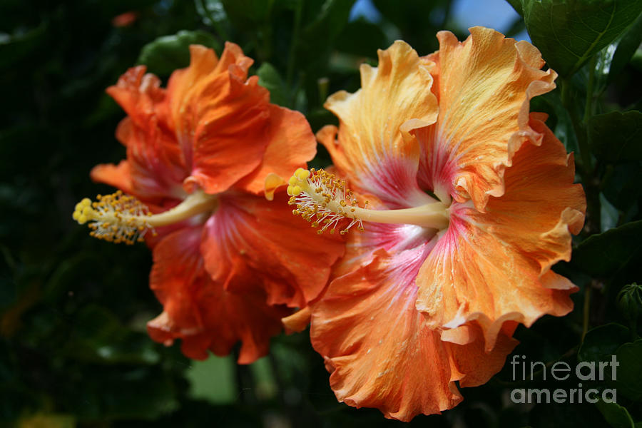 Aloha Keanae Tropical Hibiscus Photograph by Sharon Mau