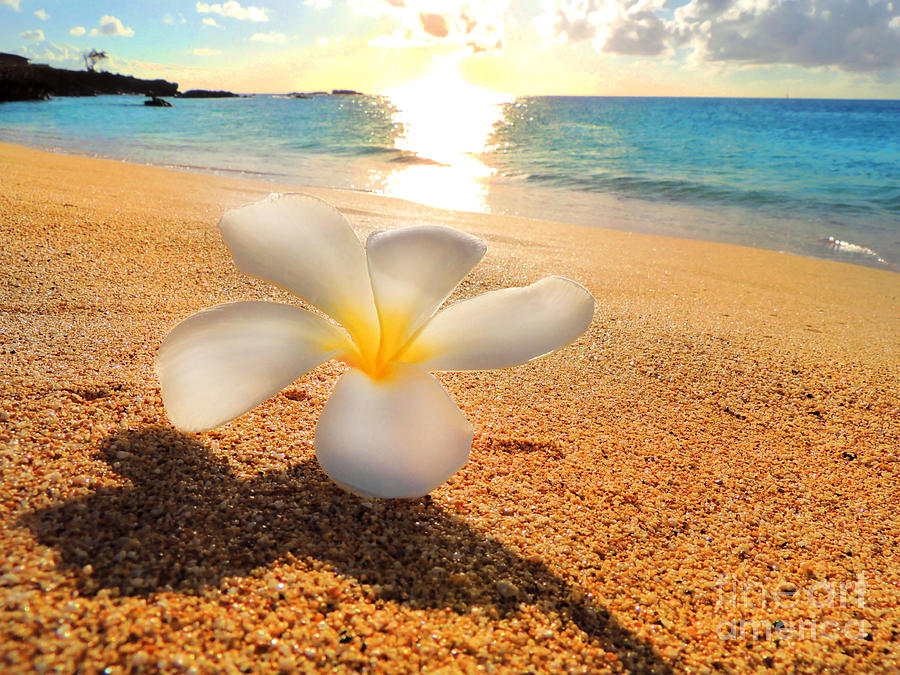 Aloha Paradise Photograph by Kristine Widney | Fine Art America