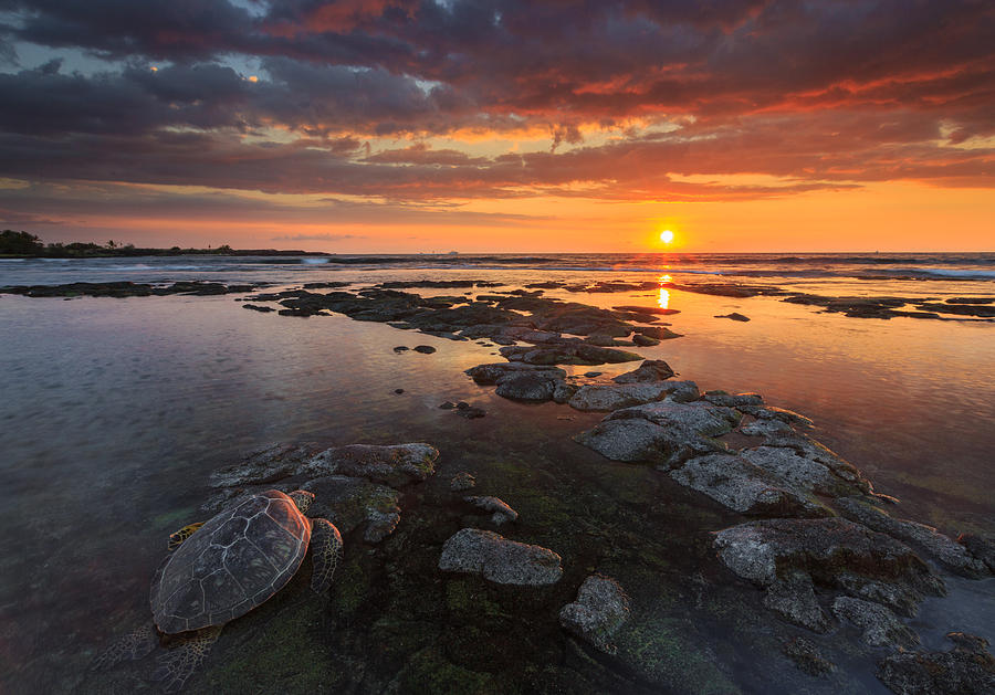Turtle Photograph - Alohilohi Sunset by Chris  Hirata