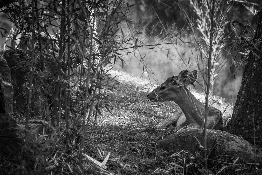 Deer Photograph - Alone-2 by Fabio Giannini