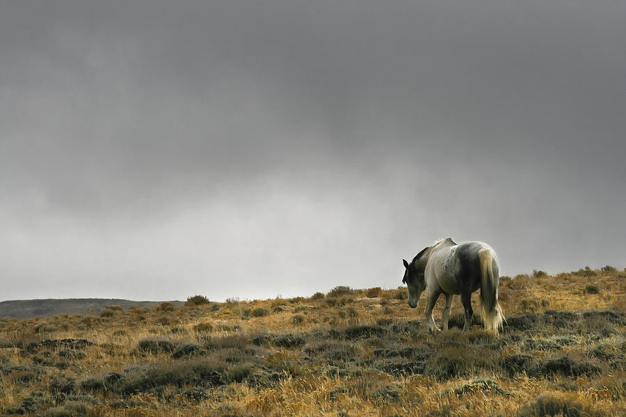 Alone - Wild Horse - Green Mountain - Wyoming Photograph by Diane Mintle