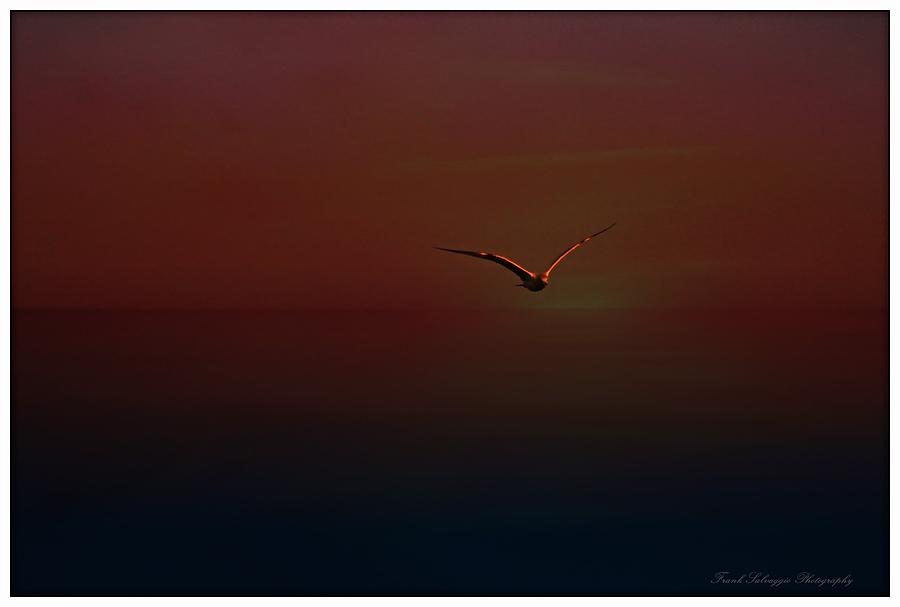 Alone Photograph by Frank Salvaggio - Fine Art America