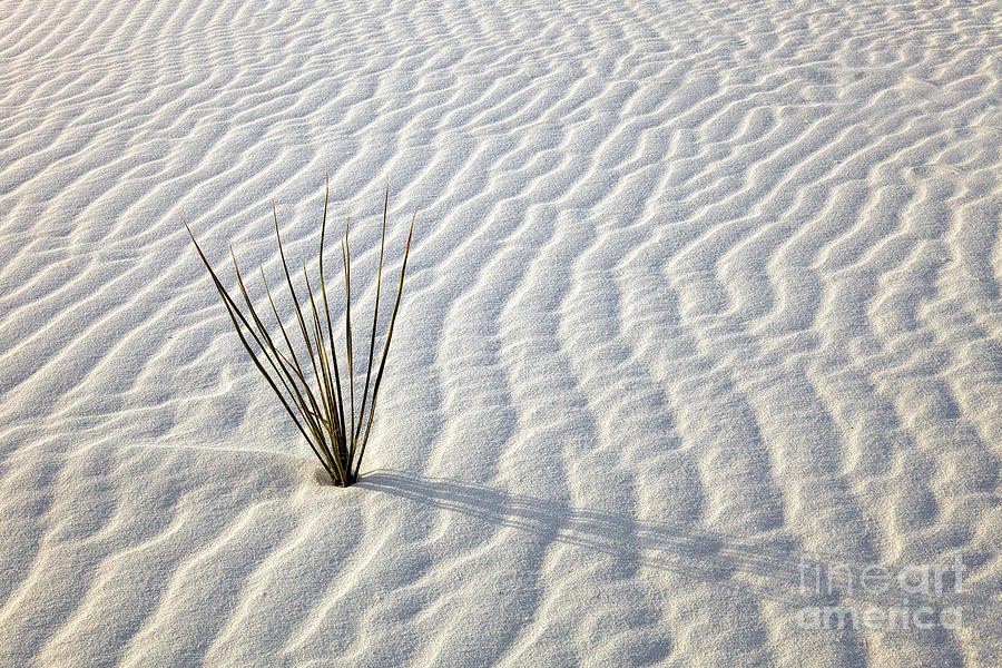 Landscape Photograph - Alone in a Sea of White by Michael Dawson