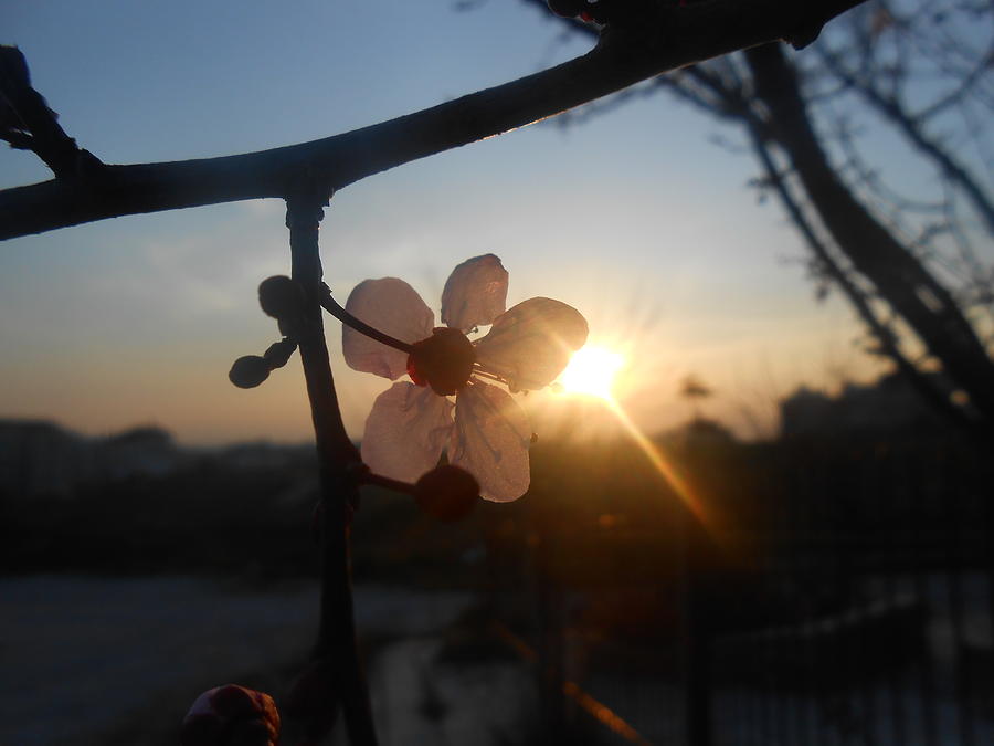 Sunset Photograph - Alone In The Light by Ioanna Papanikolaou Sunset Photograph - Alone In The Light by Ioanna Papanikolaou