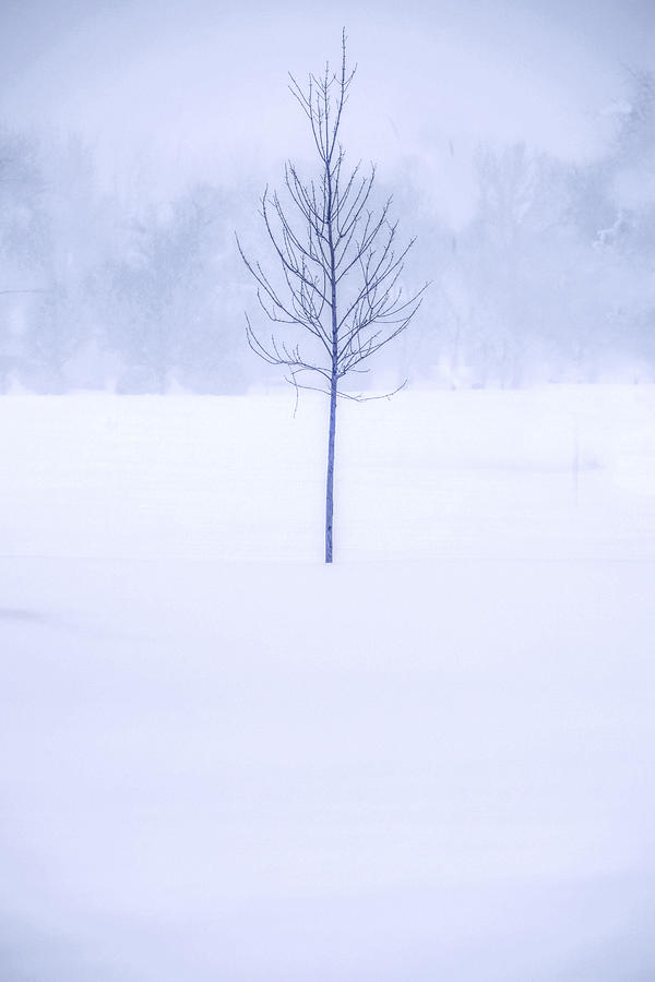 Alone in the Snow Photograph by Andrew Soundarajan